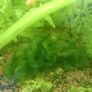 Aquarium plants Image 3
