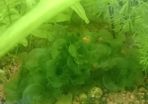 Aquarium plants