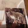 Big Cats Eyewonder Enter A World Of Discovery Image 2