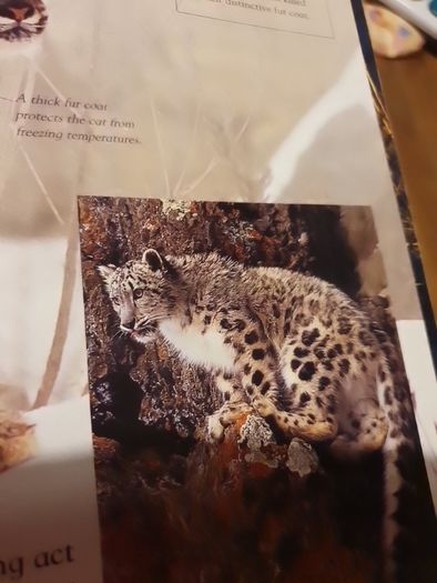 Big Cats Eyewonder Enter A World Of Discovery
