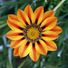 leah.pittam
