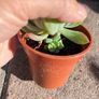 plant Image 4