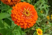 (Z) Zinnia Tall Orange King seeds 1g (414789)