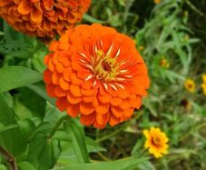 (Z) Zinnia Tall Orange King seeds 1g (414789)