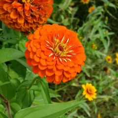 (Z) Zinnia Tall Orange King seeds 1g (414789)