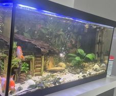 fish