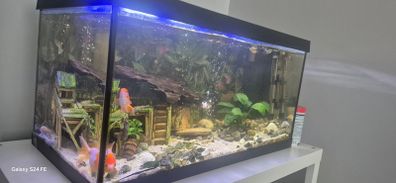 fish