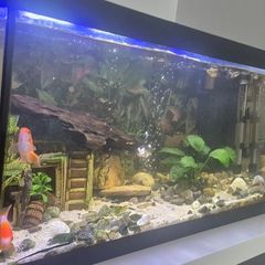 fish tank 80L