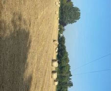 Hay for sale