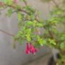 Fuchsia mini Image 2