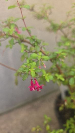 Fuchsia mini