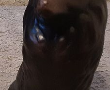 Nice wooden carved dog