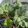 Gunnera Image 3
