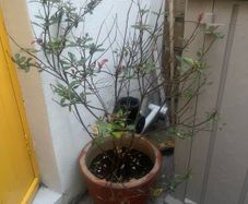 Photinia Red Robin