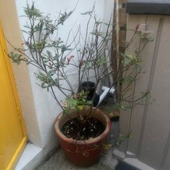 Photinia Red Robin