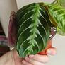 Rare Maranta Cat Mustache Image 2