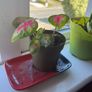 Caladium (rosebud) plant Image 2