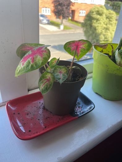 Caladium (rosebud) plant