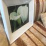 Arum Lily- Nicola Lynch Morrin Image 2