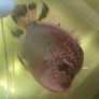 fish tank Image 3