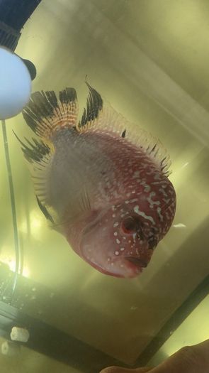 fish tank