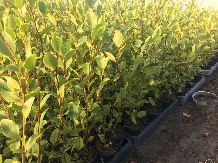 Griselinia Hedging