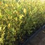 Griselinia Hedging Image 4
