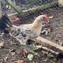 Lemon pencil roosters Image 4