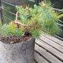 Bonsai Image 6