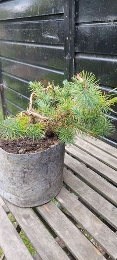Bonsai