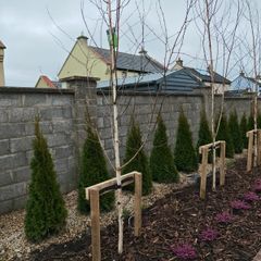 Himalayan Birch