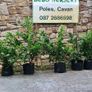 Shelter Hedging Laurel 4 ft just 5 euro Image 4