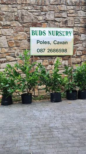 Shelter Hedging Laurel 4 ft just 5 euro