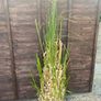 Pampass Grass x 3 for sale Image 2