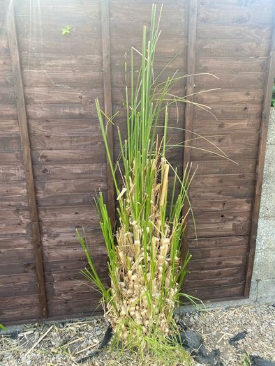 Pampass Grass x 3 for sale