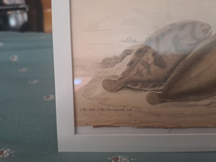 Antique fish prints 1840