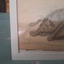 Antique fish prints 1840 Image 2