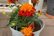 marigold plant