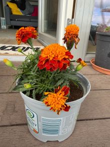 marigold plant