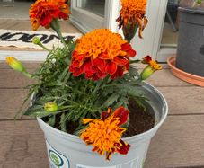 marigold plant