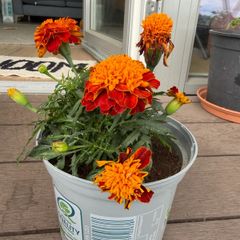 marigold plant