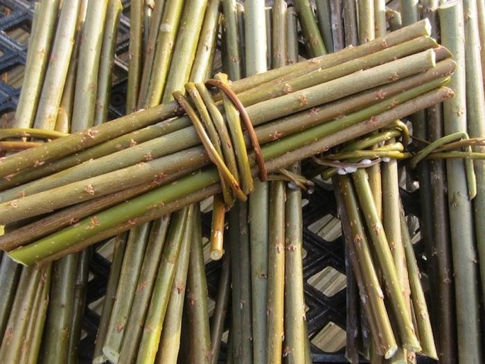50/100 Thick Willow Cuttings For Hedges, Baskets, Logs