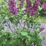 Plant lilac Image 3
