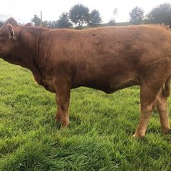 Suckler Sale @ Macroom mart.