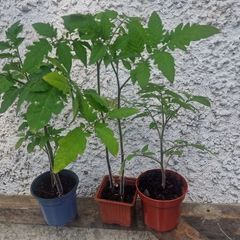 tomato plant