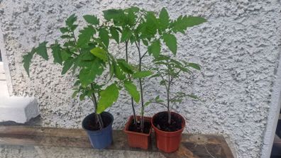 tomato plant