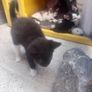 kittens Image 4