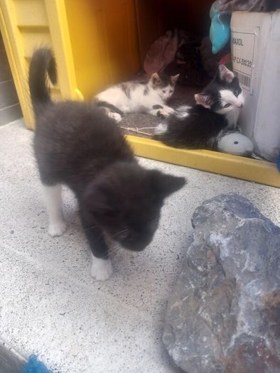 kittens