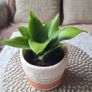 Beautiful Sansevieria Hahnii in decorative pot Image 8