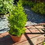Garden perrinal Plants Image 6